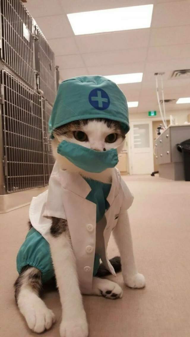 Котик-доктор! Что ж такого? Коти всякие нужны, коти всякие важны Котик-доктор! Что ж такого? Коти всякие нужны, коти всякие важны