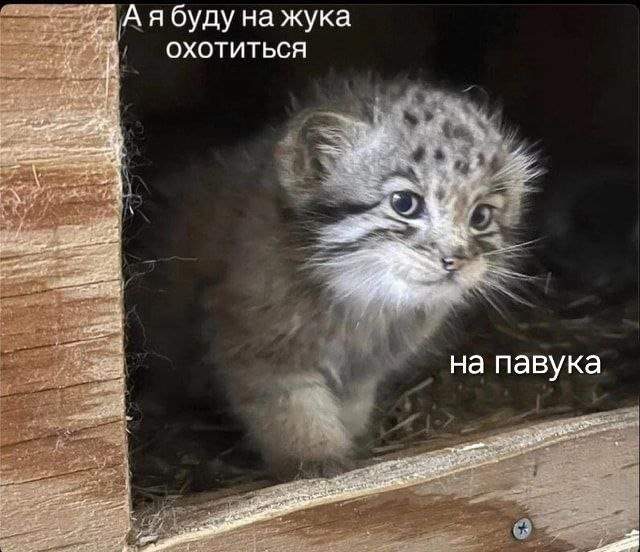 Смешные мемы - 23.07.2025 Смешные мемы - 23.07.2025