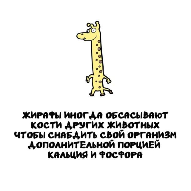 Интересные факты на все случаи жизни Интересные факты на все случаи жизни