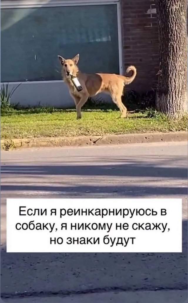 Смешные мемы - 25.07.2025 Смешные мемы - 25.07.2025
