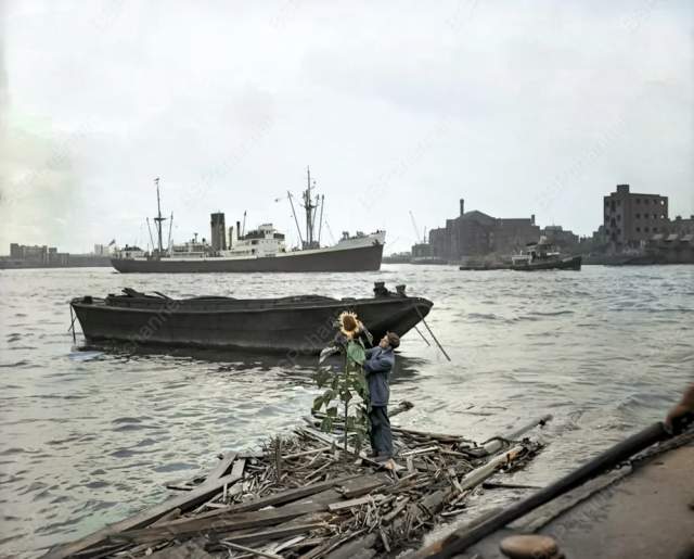 Подсолнух на Темзе. Лондон, 1955 год. Подсолнух на Темзе. Лондон, 1955 год.