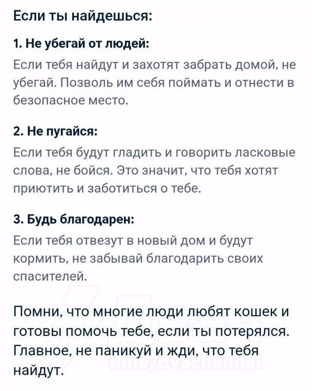 &quot;Что делать, если я котенок и потерялся?&quot;: развернутый ответ нейросети
