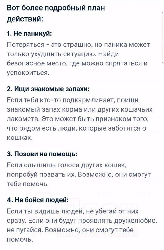 &quot;Что делать, если я котенок и потерялся?&quot;: развернутый ответ нейросети