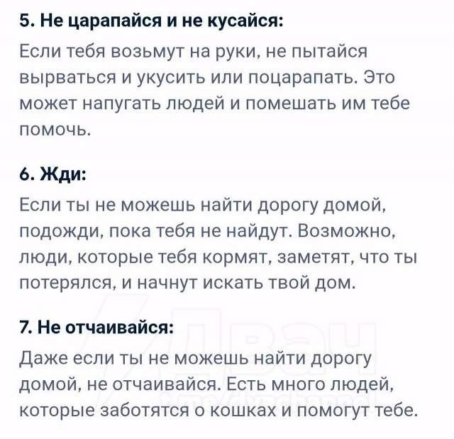 &quot;Что делать, если я котенок и потерялся?&quot;: развернутый ответ нейросети