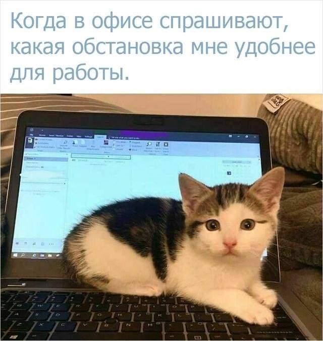 Смешные мемы про работу на удаленке и в офисе