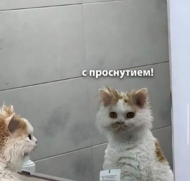 Лучшие шутки и мемы из Сети - 11.08.2025 Лучшие шутки и мемы из Сети - 11.08.2025