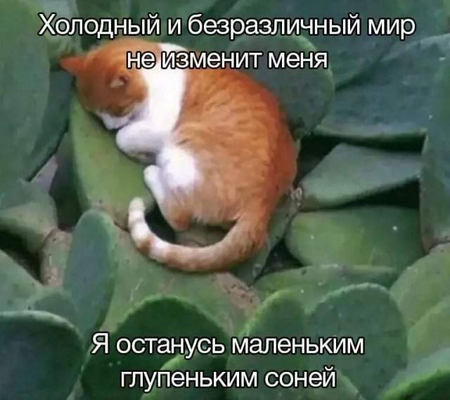 Лучшие шутки и мемы из Сети - 11.08.2025 Лучшие шутки и мемы из Сети - 11.08.2025