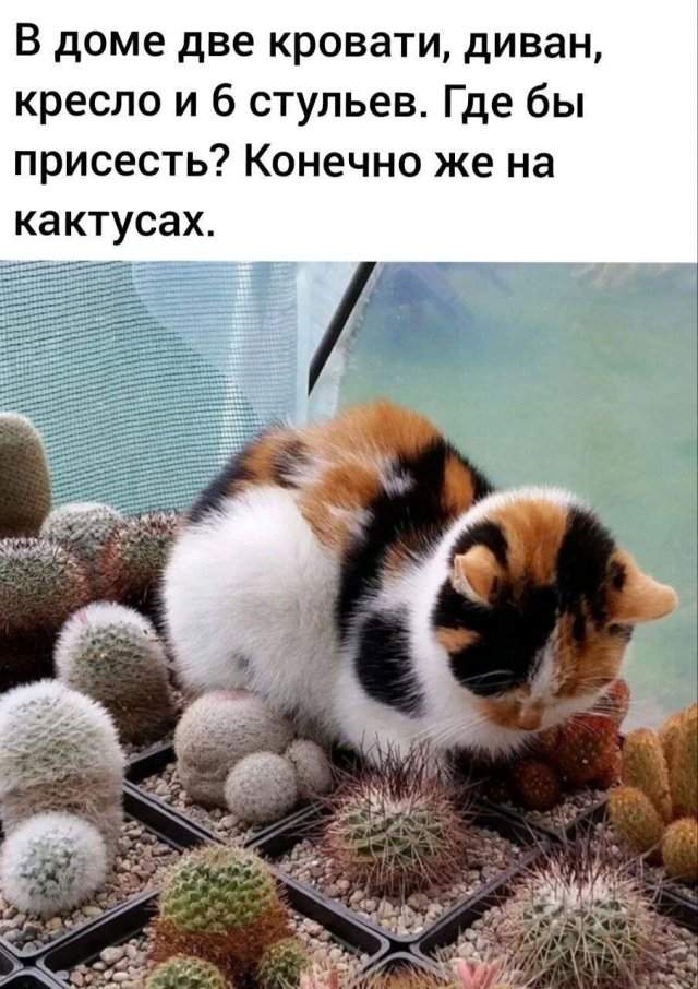 Лучшие шутки и мемы из Сети - 14.08.2025 Лучшие шутки и мемы из Сети - 14.08.2025