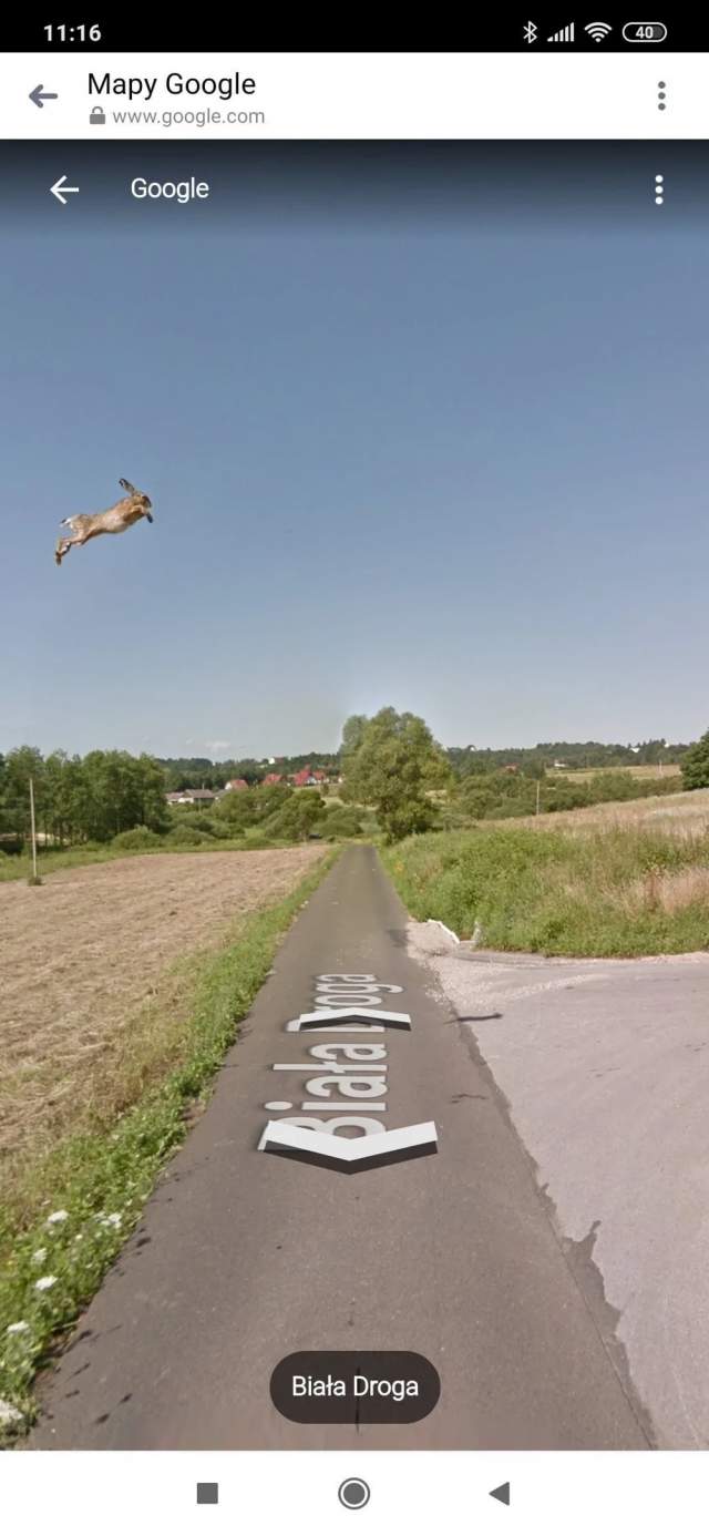 11. Заяц попал в Google Street View