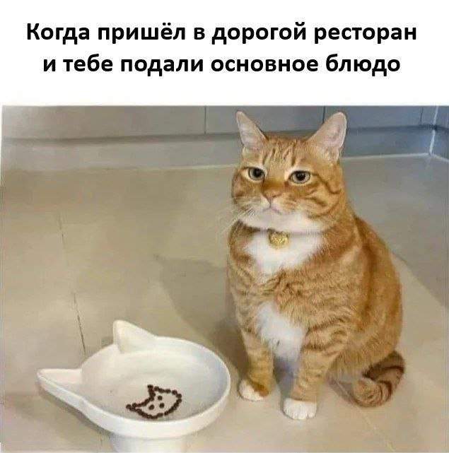 Лучшие шутки и мемы из Сети - 19.08.2025 Лучшие шутки и мемы из Сети - 19.08.2025