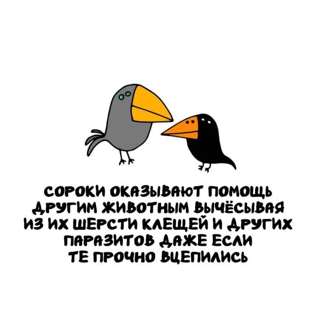 Интересные факты на все случаи жизни