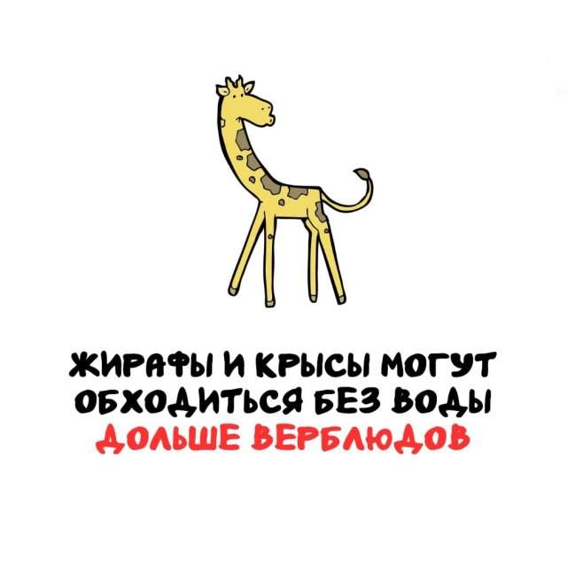 Интересные факты на все случаи жизни Интересные факты на все случаи жизни