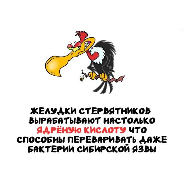 Интересные факты на все случаи жизни