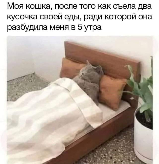 Лучшие шутки и мемы - 21.08.2025 Лучшие шутки и мемы - 21.08.2025