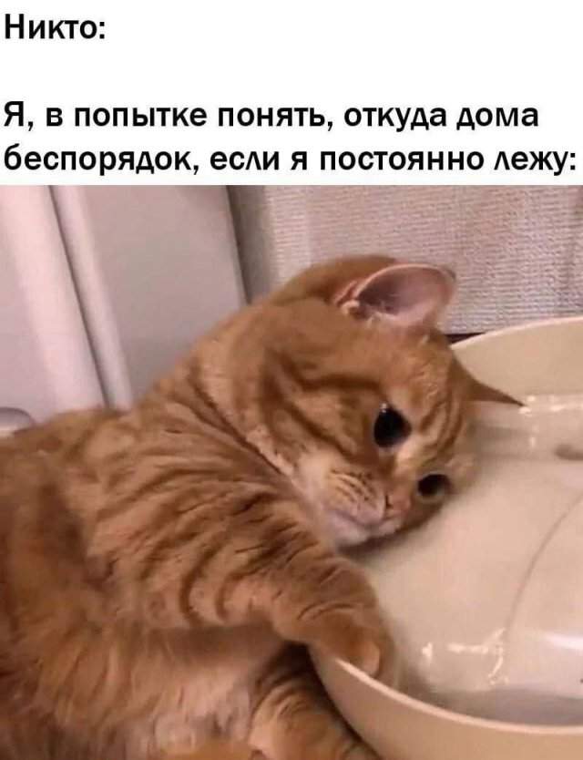 Лучшие картинки и шутки из Сети - 26.08.2025 Лучшие картинки и шутки из Сети - 26.08.2025