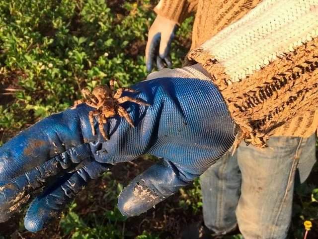 Южнорусского тарантула всё чаще встречают в Москве Южнорусского тарантула всё чаще встречают в Москве