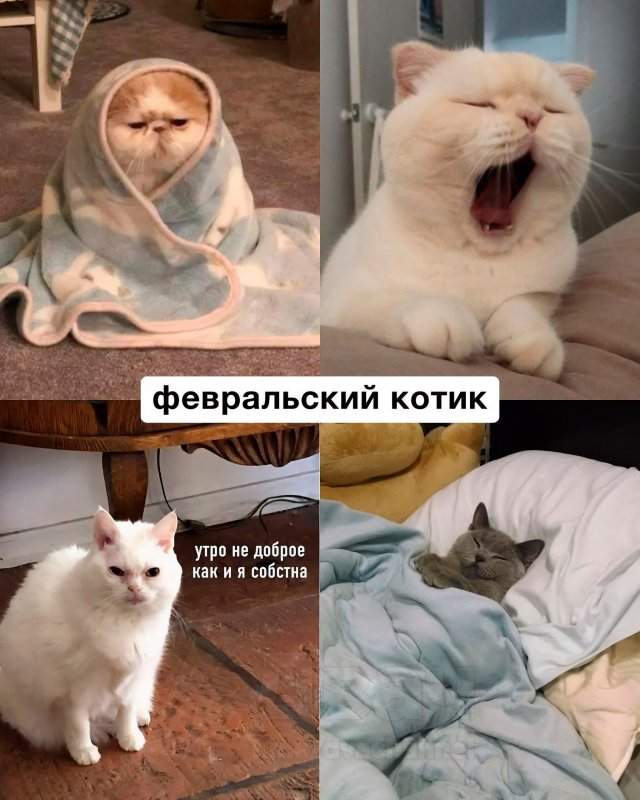 Какой вы кот по месяцу рождения Какой вы кот по месяцу рождения