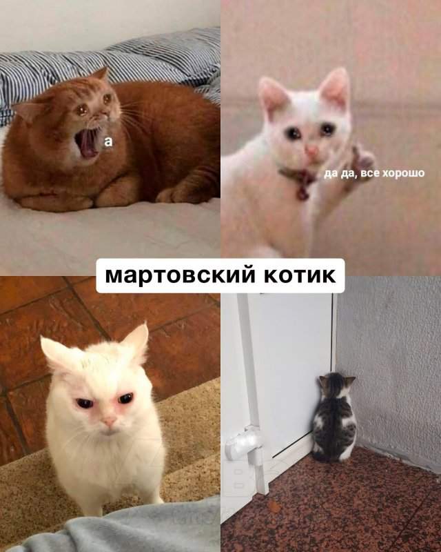 Какой вы кот по месяцу рождения Какой вы кот по месяцу рождения