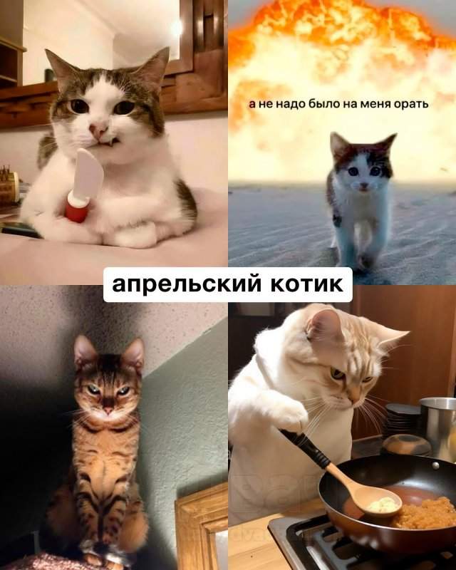 Какой вы кот по месяцу рождения Какой вы кот по месяцу рождения