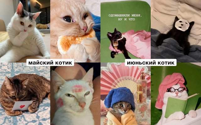 Какой вы кот по месяцу рождения Какой вы кот по месяцу рождения