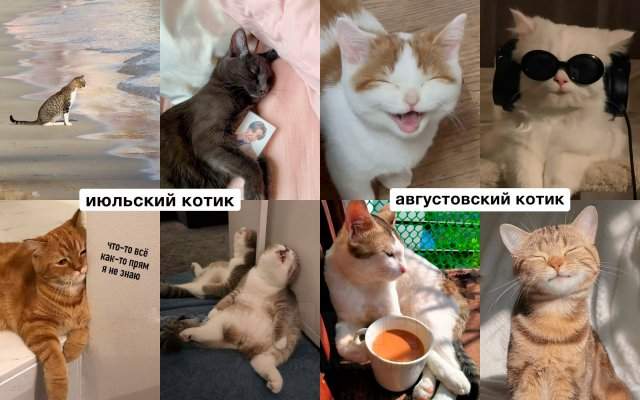 Какой вы кот по месяцу рождения Какой вы кот по месяцу рождения