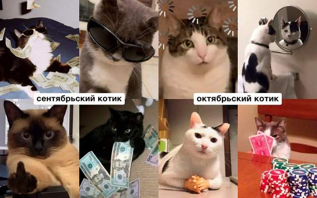 Какой вы кот по месяцу рождения Какой вы кот по месяцу рождения