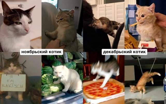 Какой вы кот по месяцу рождения Какой вы кот по месяцу рождения