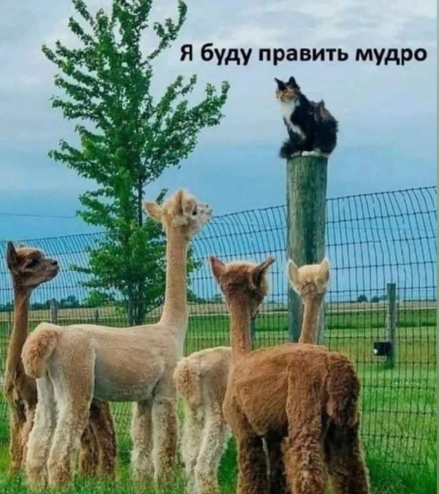 Лучшие шутки и мемы из Сети - 01.09.2025 Лучшие шутки и мемы из Сети - 01.09.2025