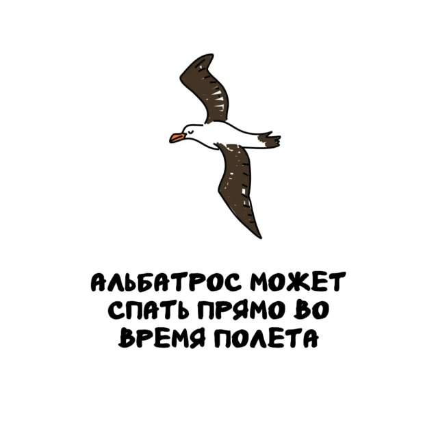 Интересные факты на все случаи жизни