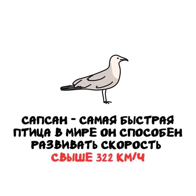 Интересные факты на все случаи жизни
