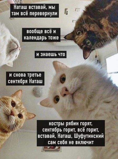 Самая полная подборка мемов про 3 сентября: мы собрали ее в честь Михаила Шуфутинфского Самая полная подборка мемов про 3 сентября: мы собрали ее в честь Михаила Шуфутинфского
