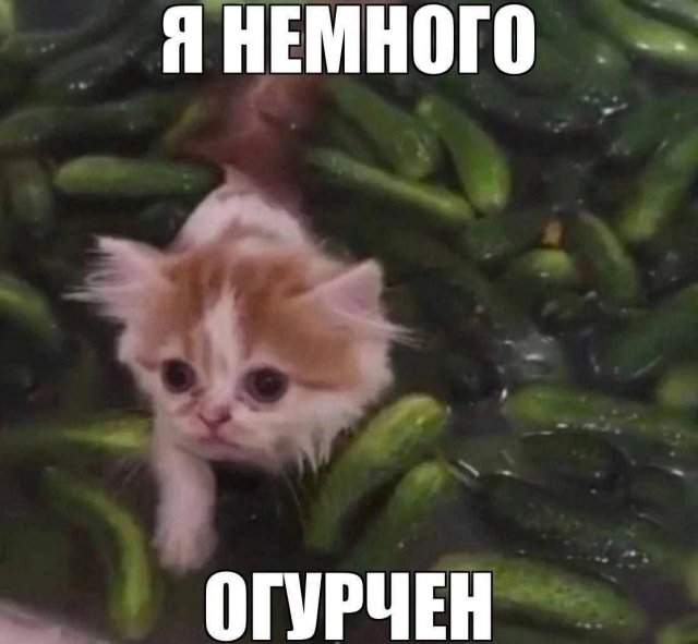 Лучшие шутки и картинки из Сети - 08.09.2025 Лучшие шутки и картинки из Сети - 08.09.2025