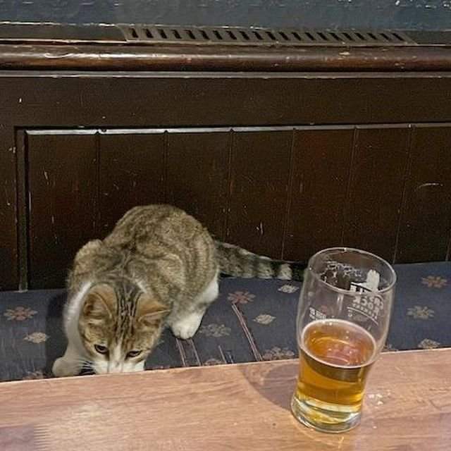 Арахис - котик из Великобритании, который очень любит пиво