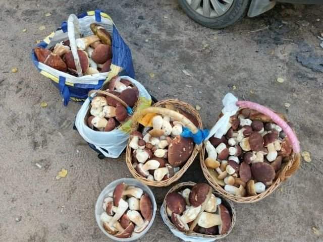 В лесах Ленобласти начался настоящий грибной бум В лесах Ленобласти начался настоящий грибной бум