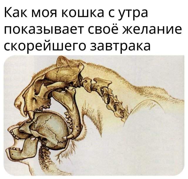 Лучшие шутки и мемы из Сети - 11.09.2025