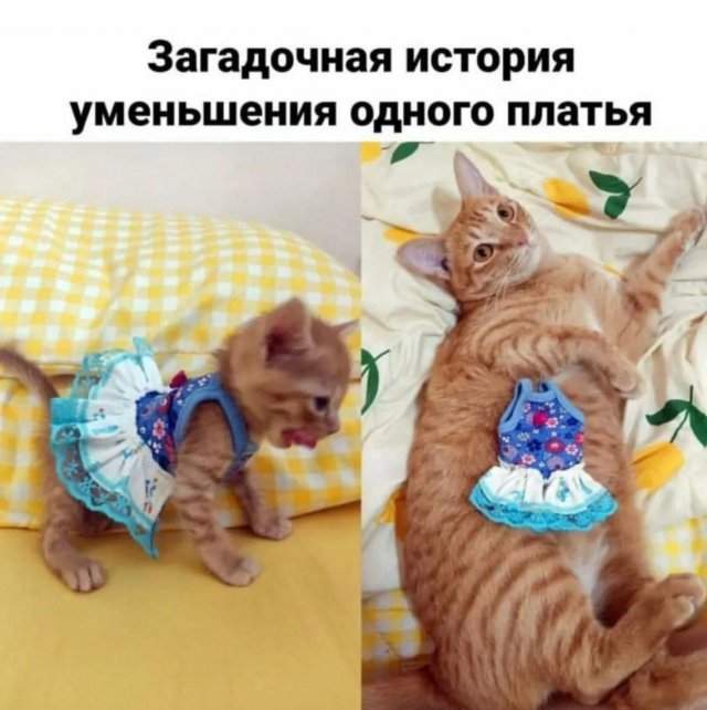 Лучшие шутки и мемы из Сети - 15.09.2025 Лучшие шутки и мемы из Сети - 15.09.2025