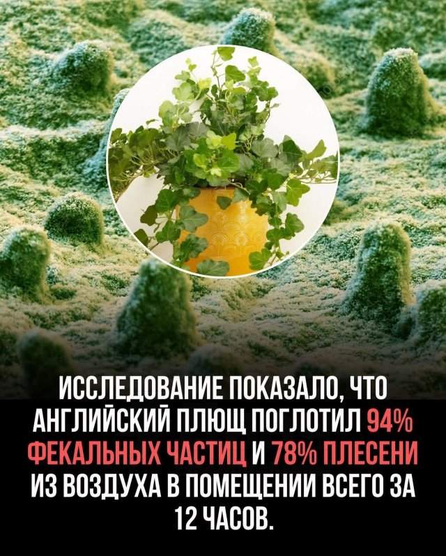 Эксперты: комнатные растения очищают воздух лучше, чем дорогие фильтры