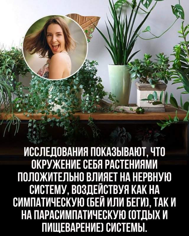 Эксперты: комнатные растения очищают воздух лучше, чем дорогие фильтры