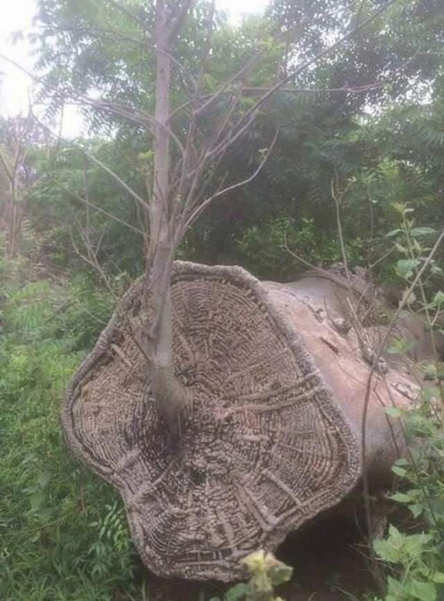 Упрямство и сила природы