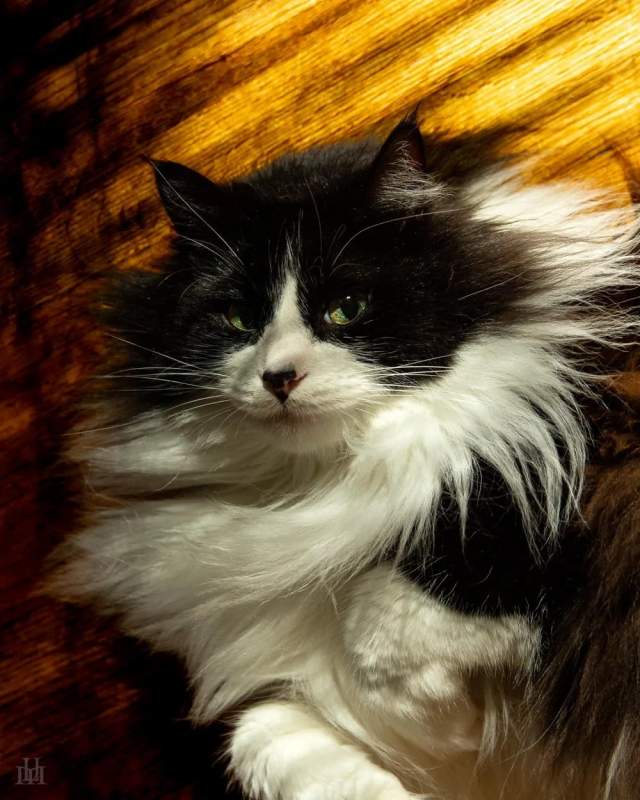 Фотографии животных, которые будто бы сошли с полотен эпохи Возрождения