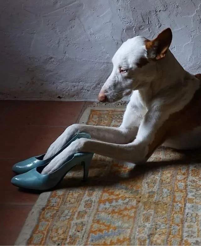 Фотографии животных, которые будто бы сошли с полотен эпохи Возрождения