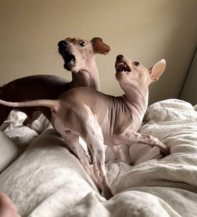 Фотографии животных, которые будто бы сошли с полотен эпохи Возрождения