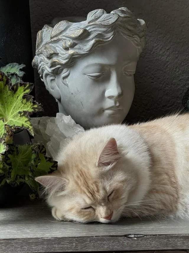 Фотографии животных, которые будто бы сошли с полотен эпохи Возрождения