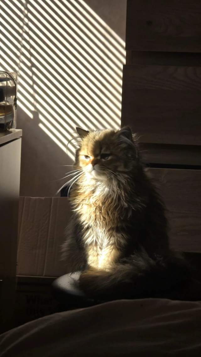 Фотографии животных, которые будто бы сошли с полотен эпохи Возрождения