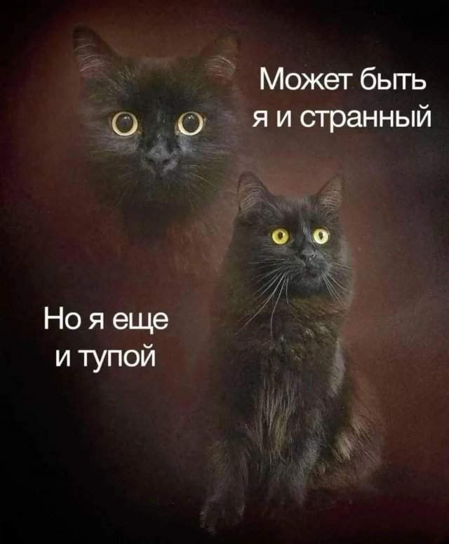 Лучшие шутки и мемы из Сети - 22.09.2025