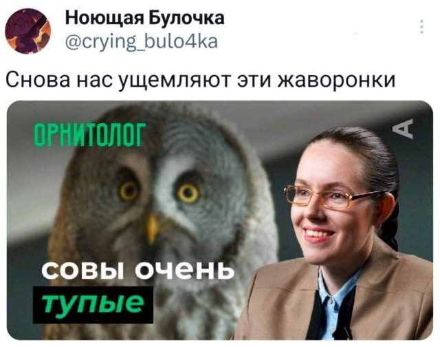 Подборка забавных твитов обо всем