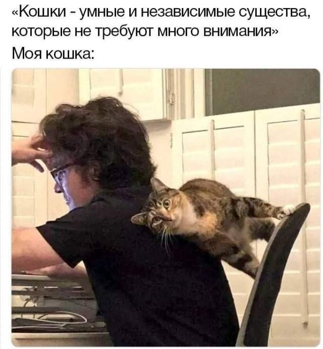 Лучшие шутки и мемы из Сети - 23.09.2025