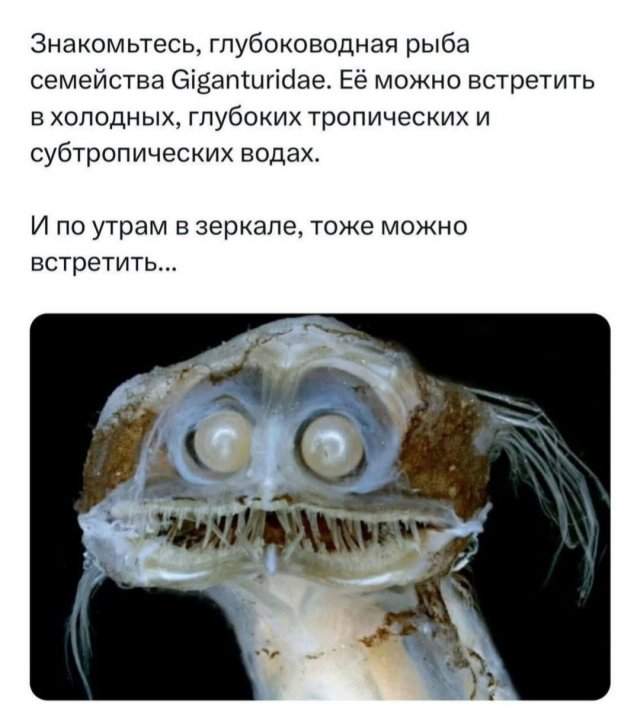 Лучшие шутки и мемы из Сети - 23.09.2025