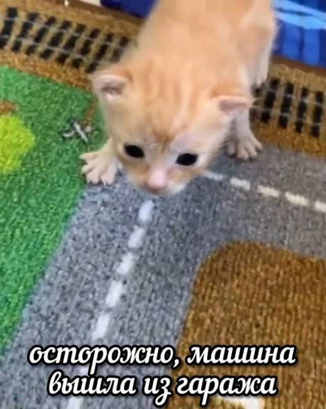 Лучшие шутки и мемы из Сети - 24.09.2025
