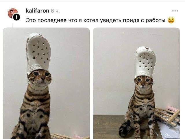 Пушистый Папа Римский